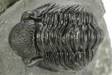Curled Proetid (Gerastos) Trilobite Fossil - Morocco #377264-3